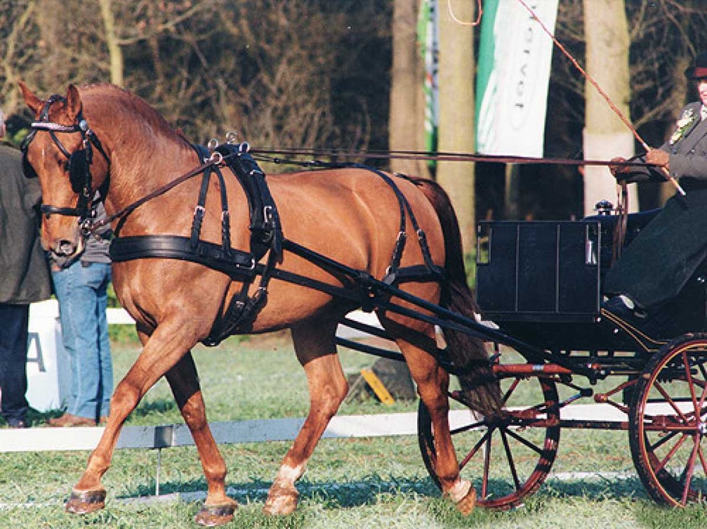 Ideal Luxury single driving harness