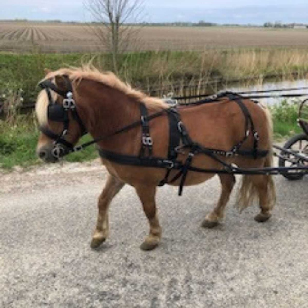 Pagony nylon harness