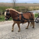 Pagony nylon harness
